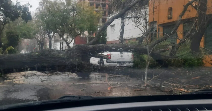 Tormenta de Santa Rosa: el temporal en La Plata derribó un gran árbol sobre una calle en pleno centro