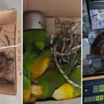 Cayó una banda en La Plata que se dedicaba a vender animales silvestres de todo tipo