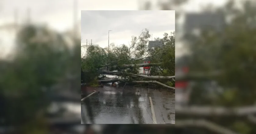 La fuerte tormenta derribó dos árboles en Camino Centenario y obligó a cortar el tránsito