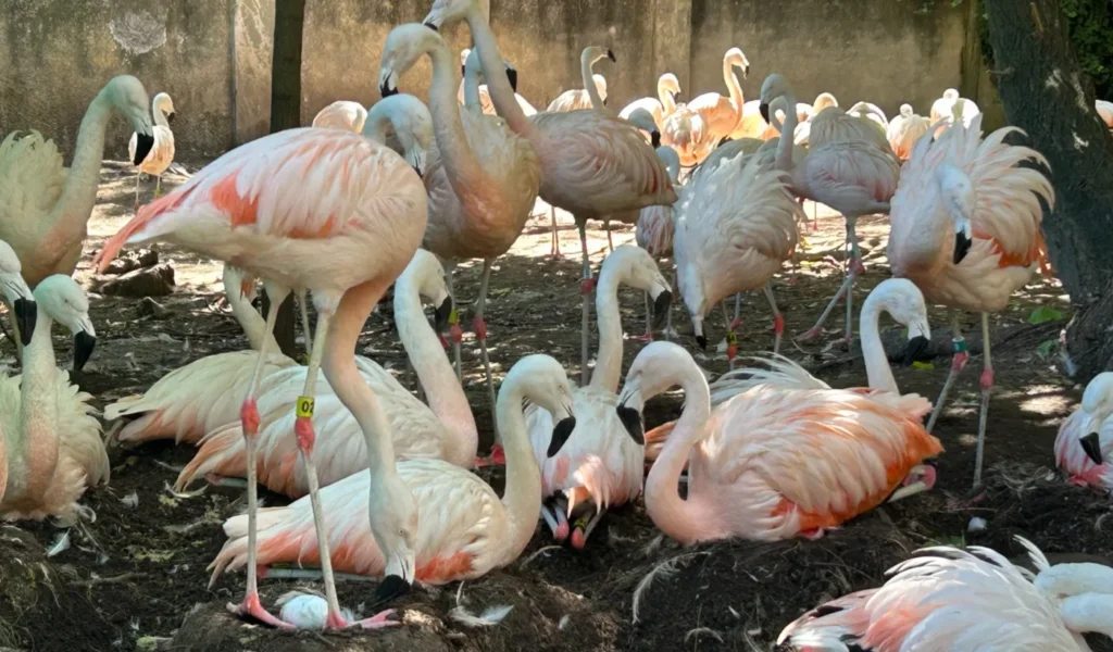 Nacieron siete flamencos en el Bioparque La Plata tras diez años sin reproducirse