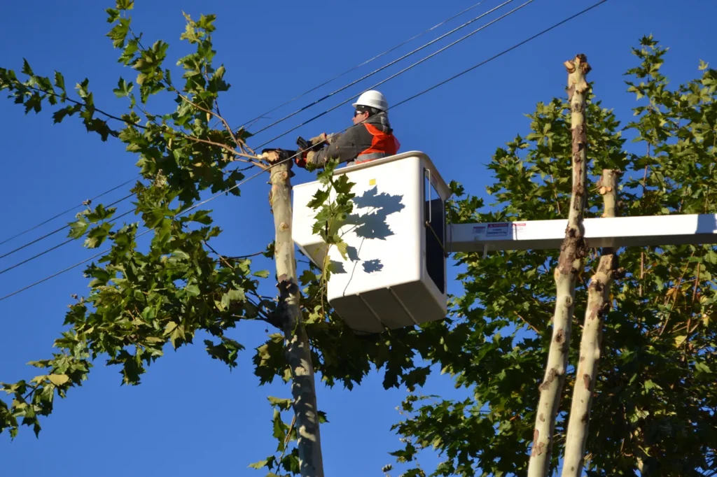 Organizaciones ambientales de La Plata denuncian talas y mutilaciones irregulares de árboles de la ciudad