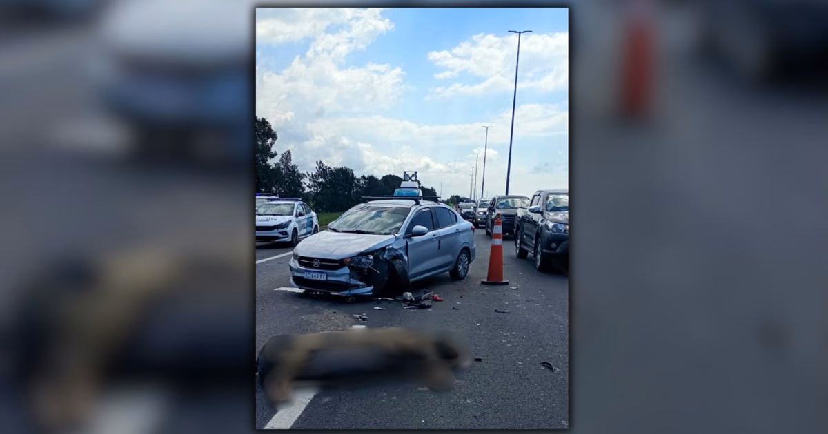 Video: un chancho se cruzó en plena Autopista La Plata-Buenos Aires y generó un choque múltiple con seis autos
